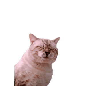 A Serene Portrait Of A Cat With Closed Eyes Beside A Floral Arrangement Indoors. 17988 - Cat PNG image with transparent background